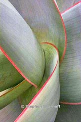 aloe striata thumbnail graphic